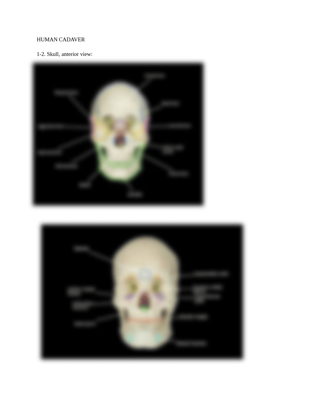 Skull_ Axial Skeleton.docx_dl9k33fojh8_page1