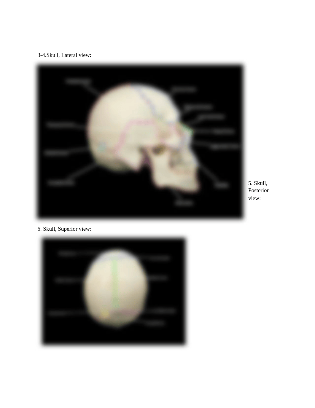 Skull_ Axial Skeleton.docx_dl9k33fojh8_page2