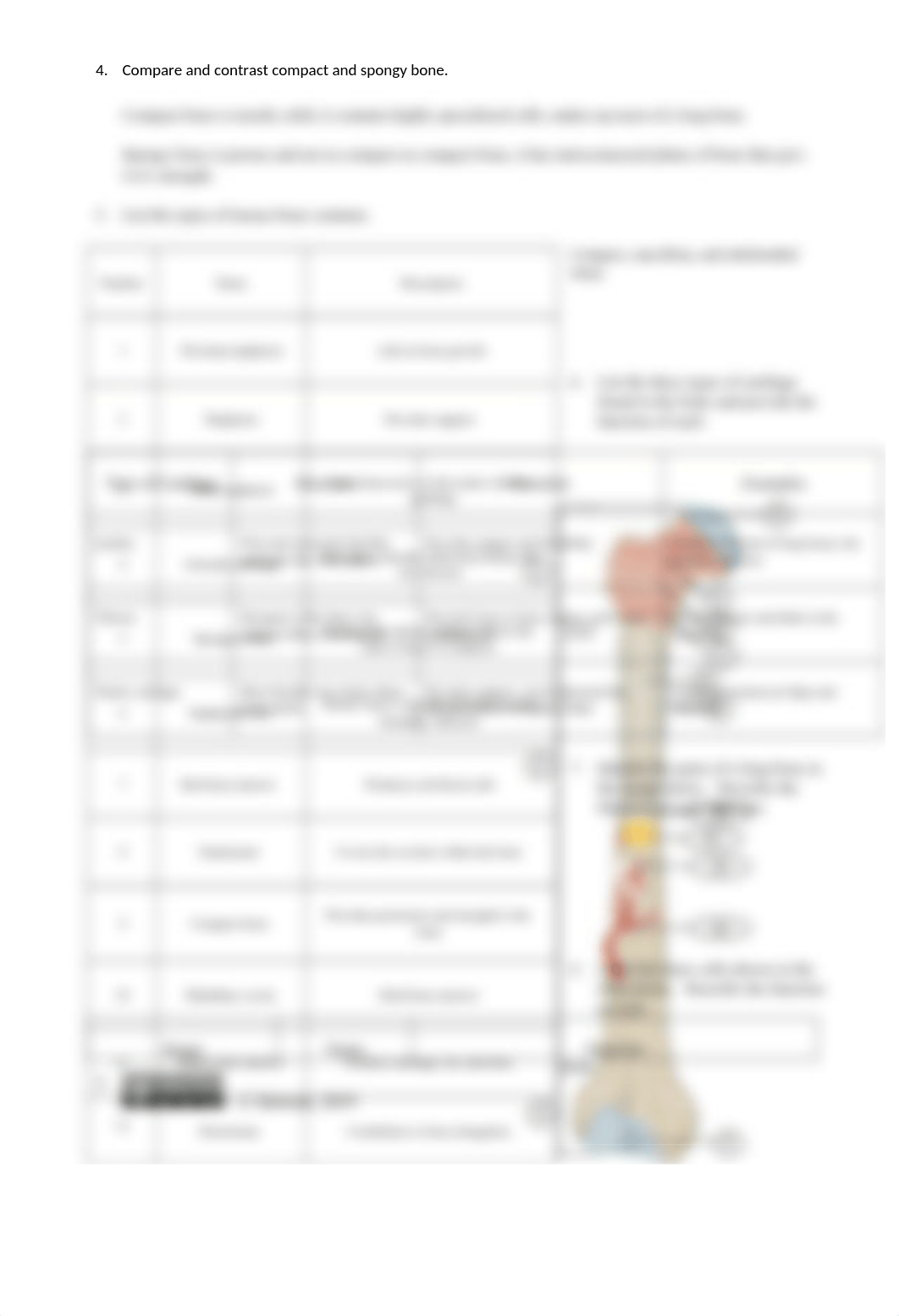 Skeletal System Concept Check revised .docx_dl9yjllrlk2_page3