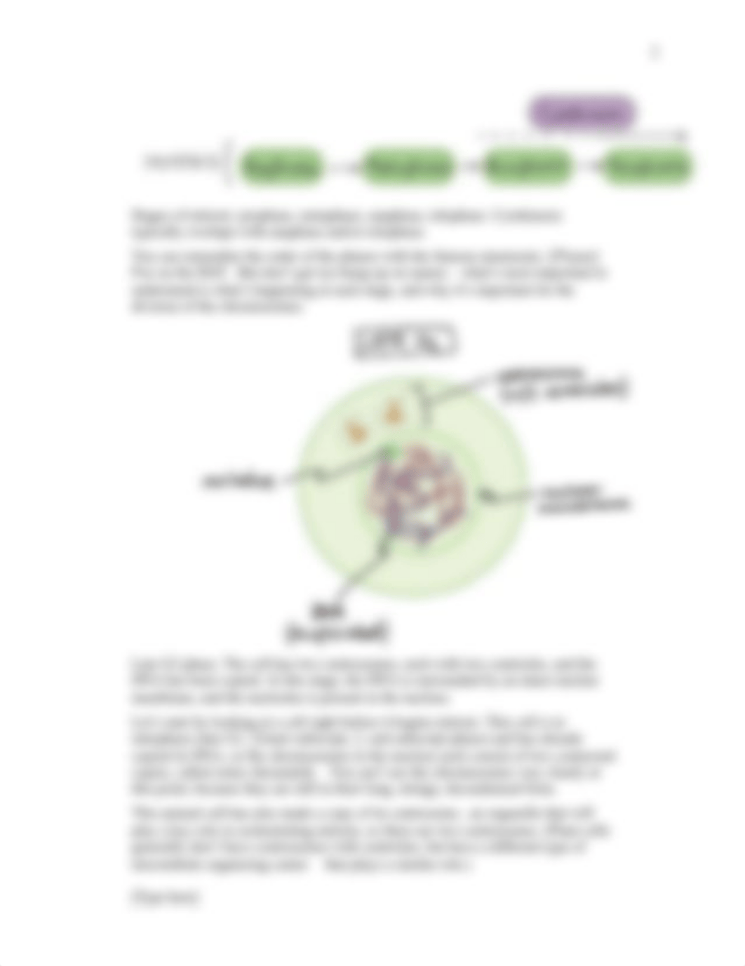 Phases of mitosis.docx_dlahbi3j293_page2