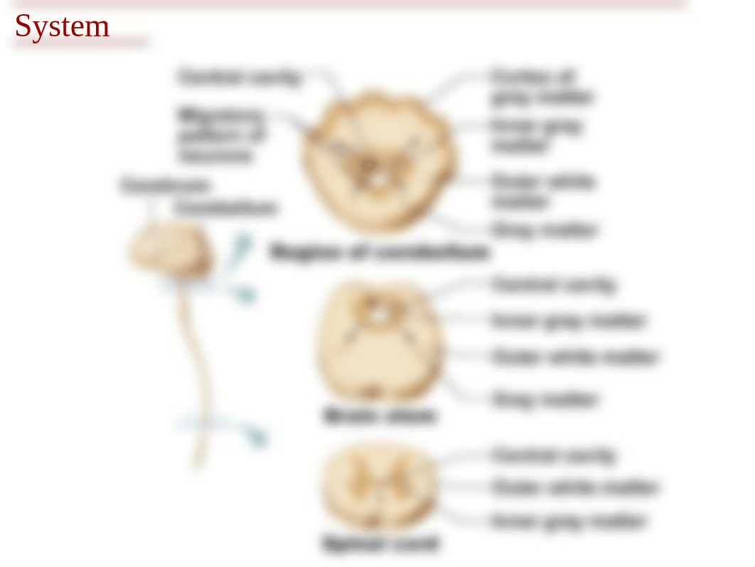 A&P Ch12.ppt_dlam250hyq1_page4