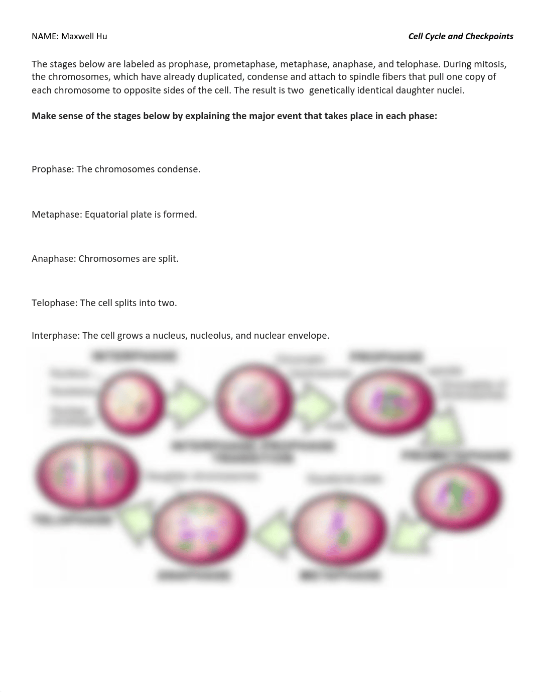 1i. 4_01_2021_Cell Cycle and Checkpoints .pdf_dlas2tdmnqg_page1