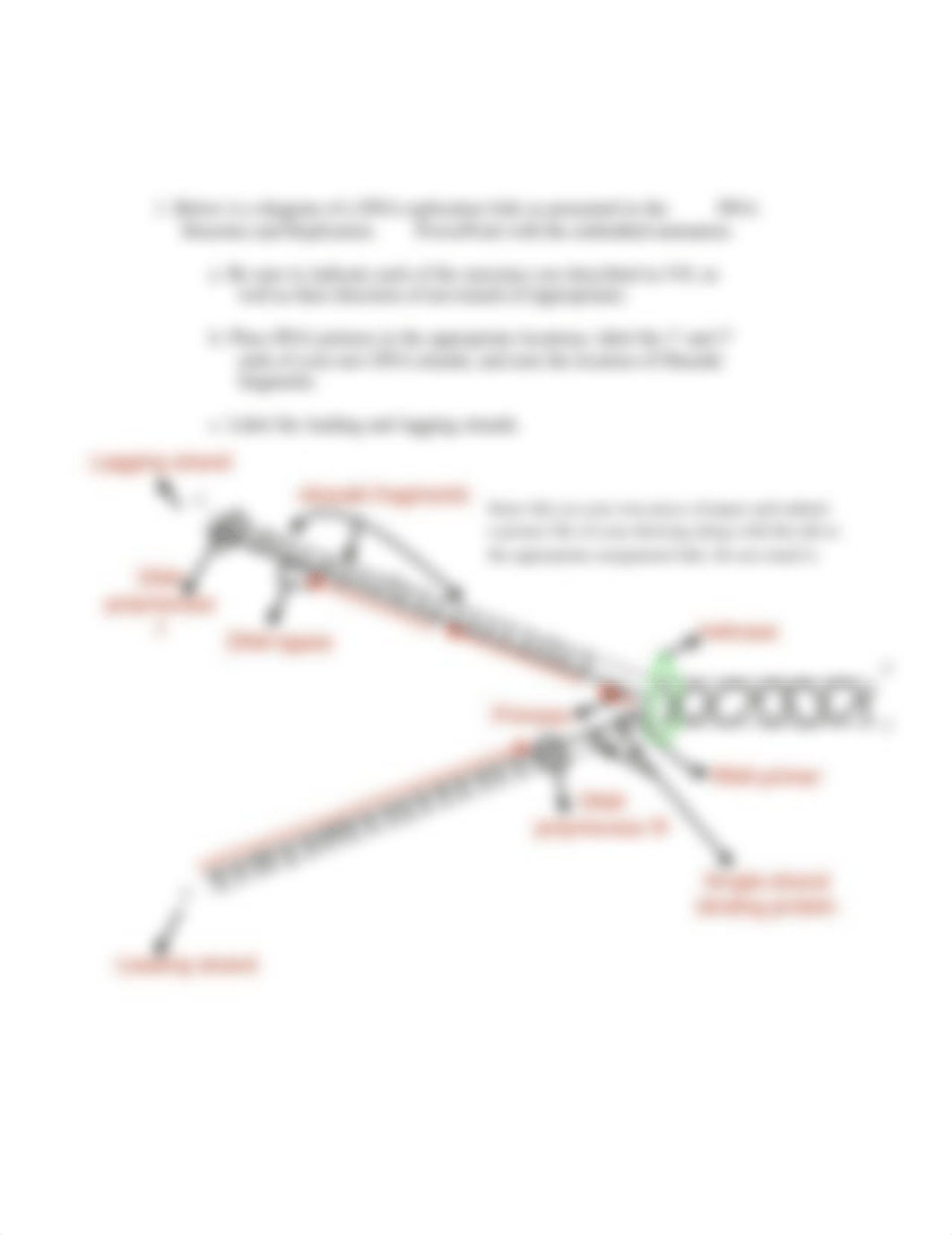 EXERCISE 14 DNA Replication.pdf_dlbu2pqsr3e_page3