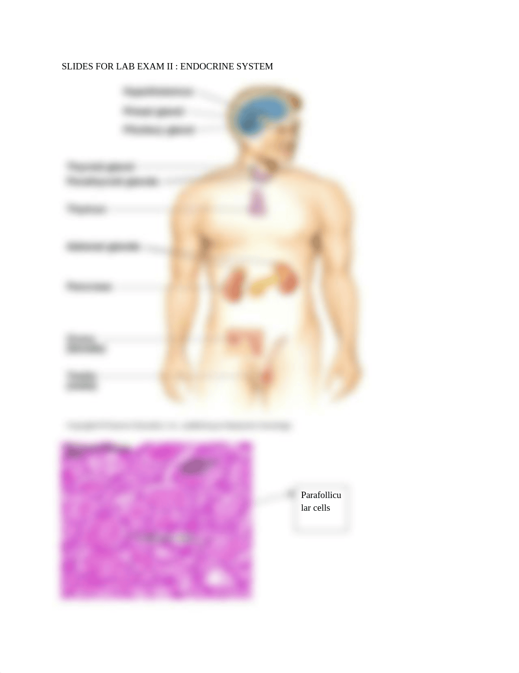 BIO 161 Endocrine Slides.docx_dlcnebexxll_page1