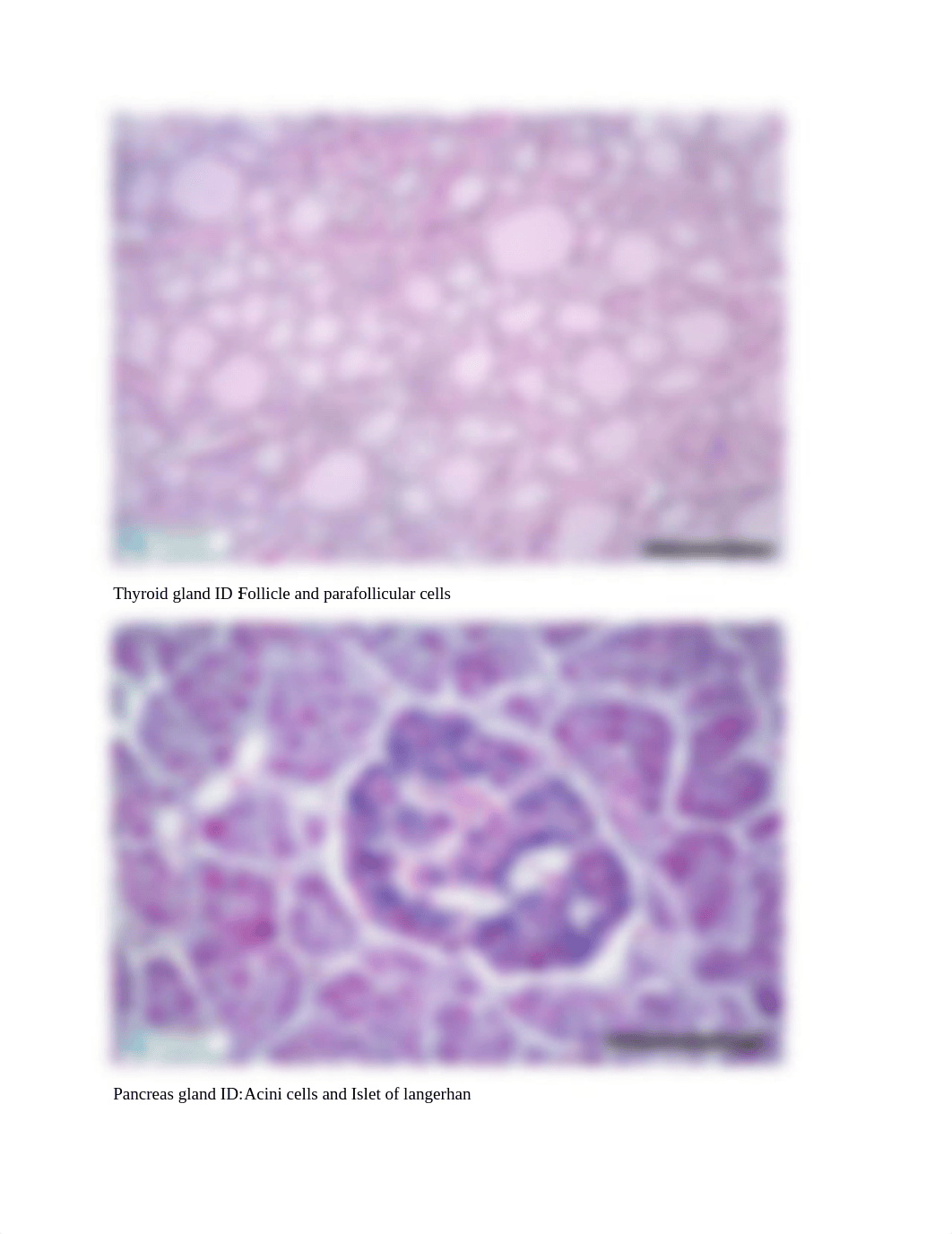 BIO 161 Endocrine Slides.docx_dlcnebexxll_page2