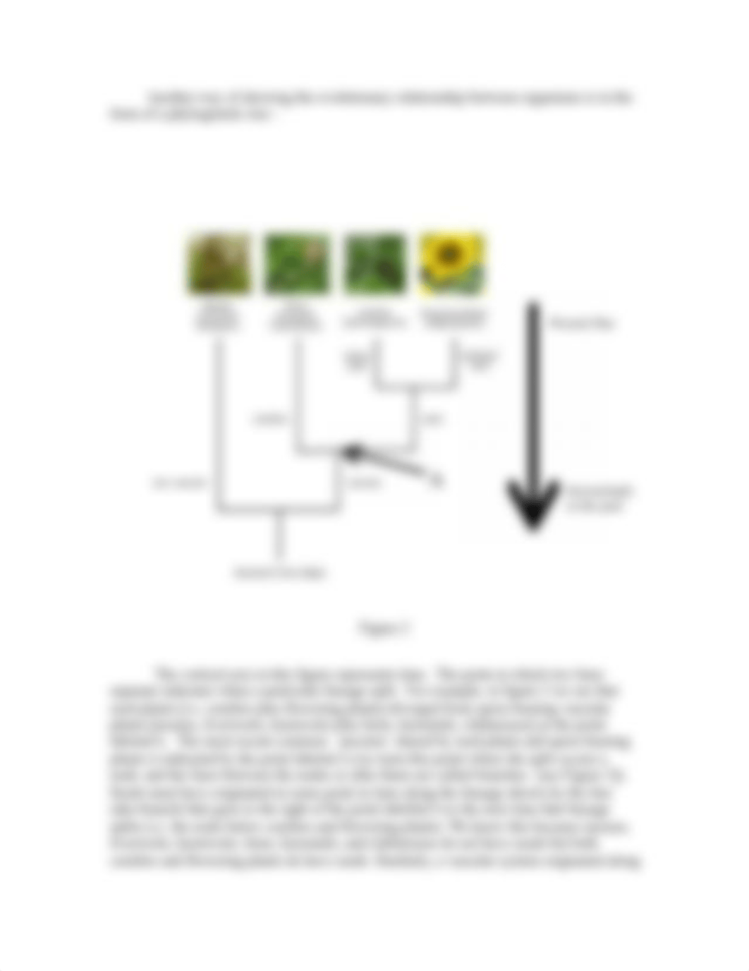 Online lab DENDROGRAMMACEAE.docx_dlcpcajvg2c_page3