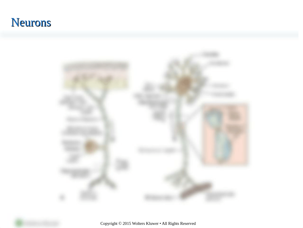 Chapter 13- Student - Organization and Control of Neural Function-1.ppt_dlebh359l3b_page3