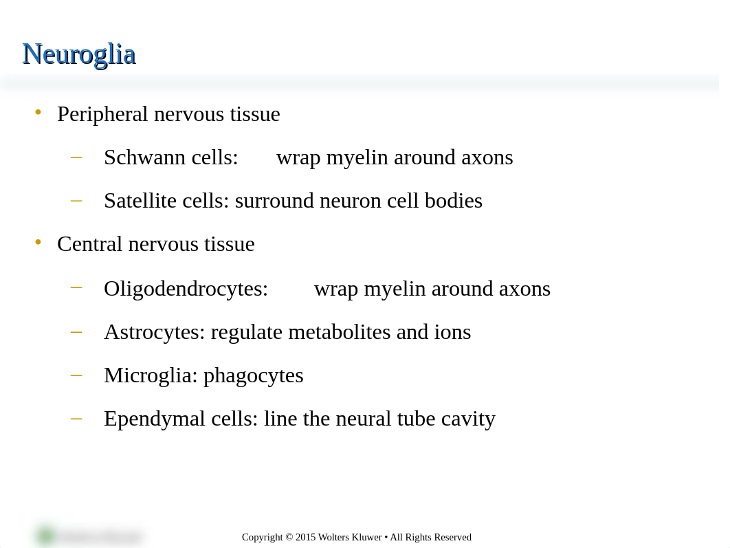 Chapter 13- Student - Organization and Control of Neural Function-1.ppt_dlebh359l3b_page5