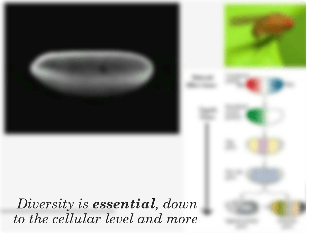 Cellular diversity 1_2020.pdf_dleql2stov6_page5