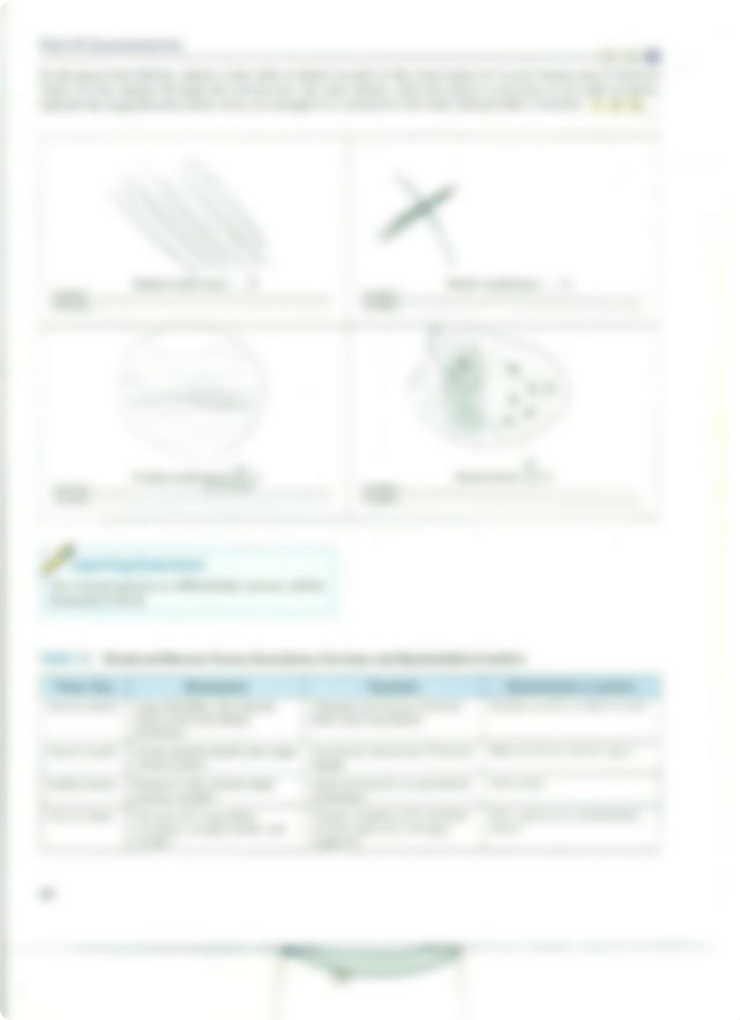 Chapter 7 Laboratory Exercise "Muscle and Nervous Tissues"_dleusw8qioz_page4