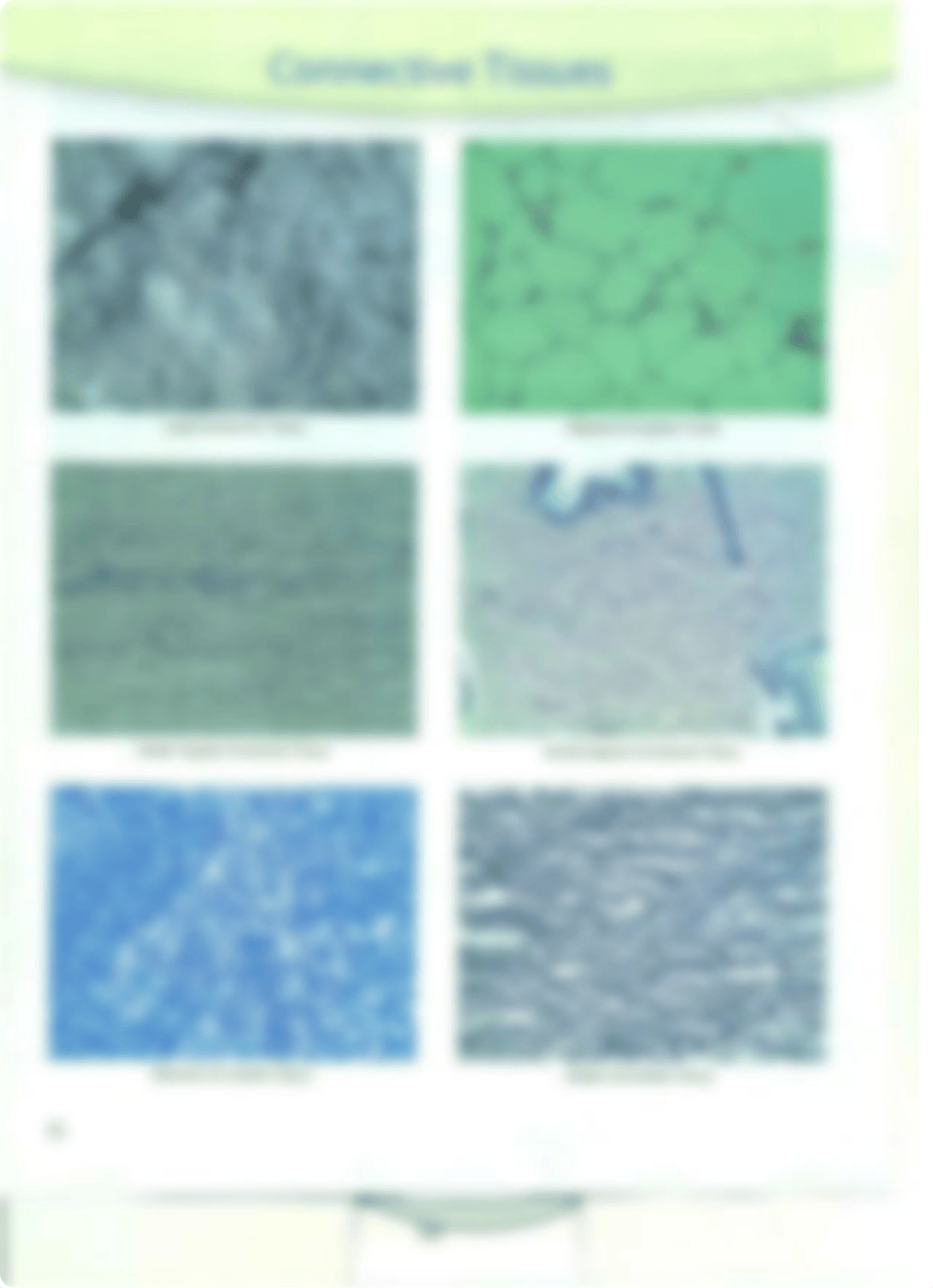 Chapter 7 Laboratory Exercise "Muscle and Nervous Tissues"_dleusw8qioz_page5