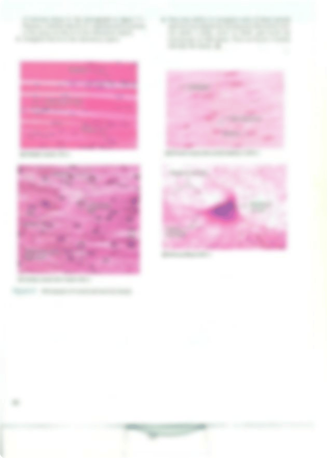 Chapter 7 Laboratory Exercise "Muscle and Nervous Tissues"_dleusw8qioz_page2