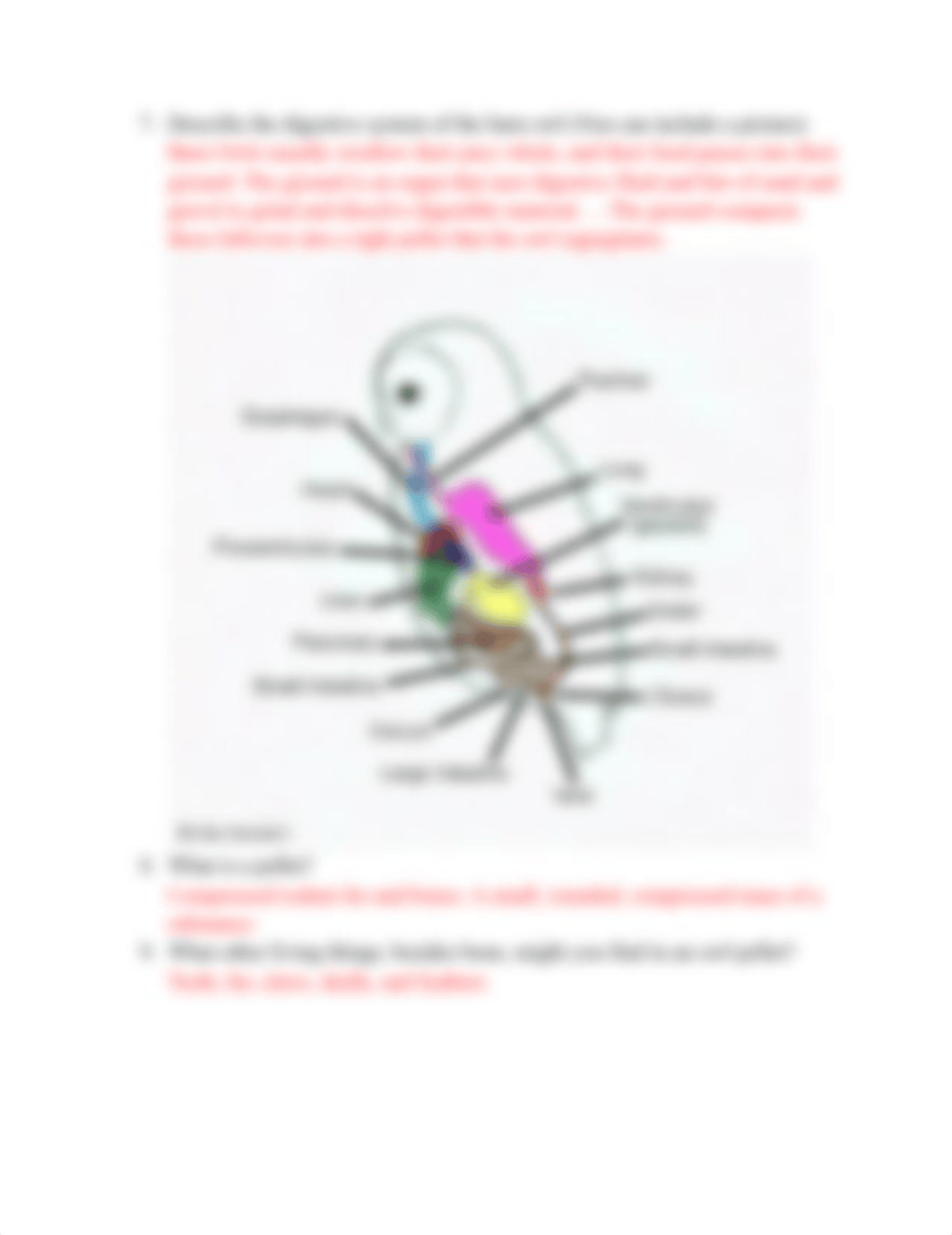 Owl Pellet background research questions-1.docx_dlewhizr6e7_page2