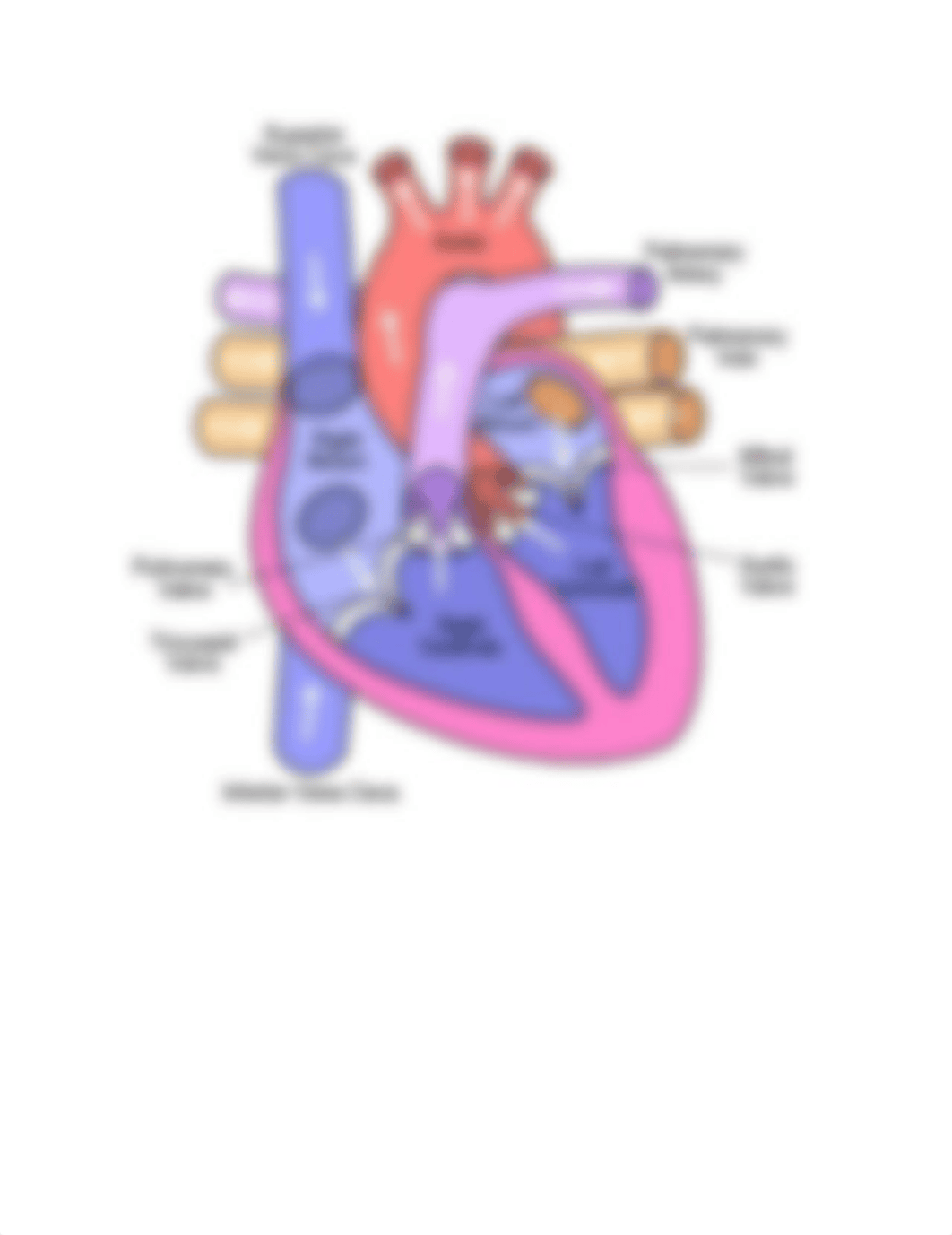 Blood flow in heart colored diagram.docx_dlf1xb59t3x_page1