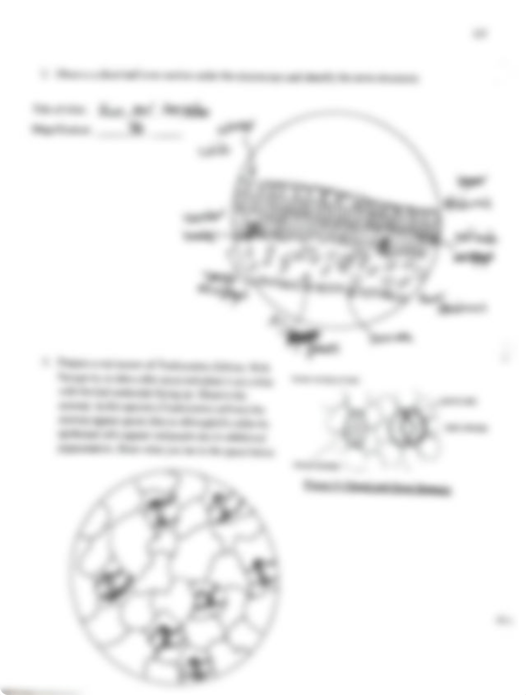 BIOL 003 Lab#8.pdf_dlf5cj1ah8e_page3