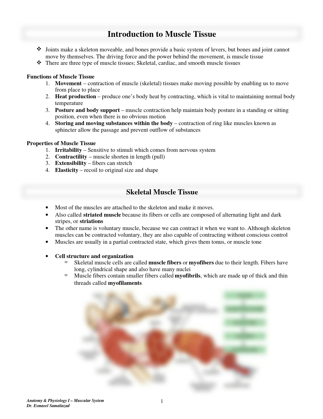 Chapter 10 - Muscular System.pdf_dlfe5ws416w_page1