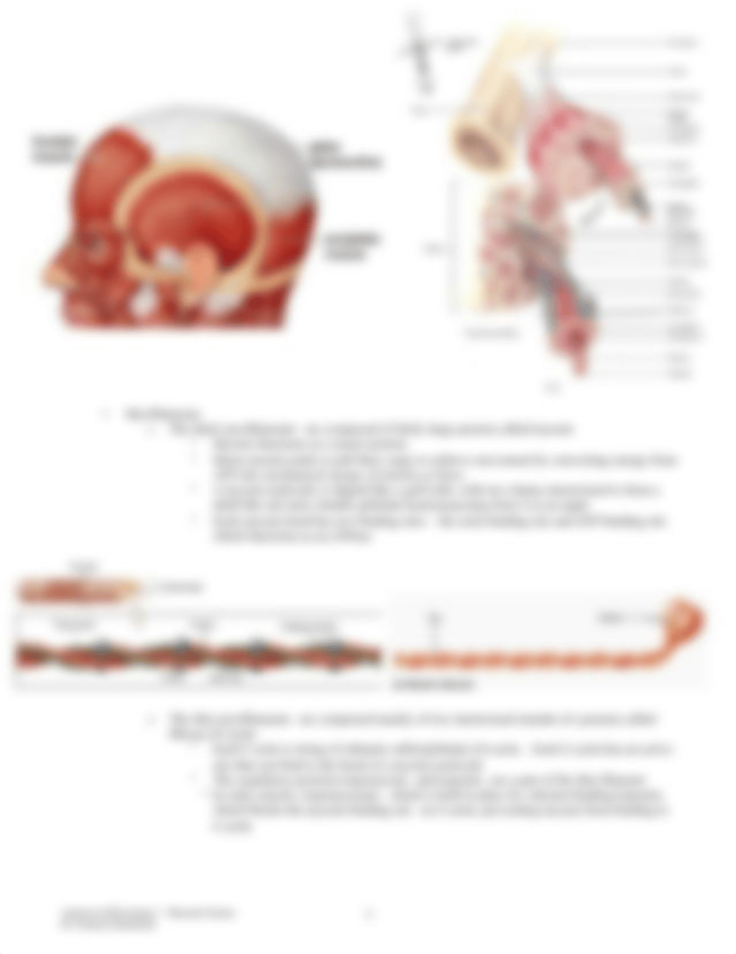 Chapter 10 - Muscular System.pdf_dlfe5ws416w_page3