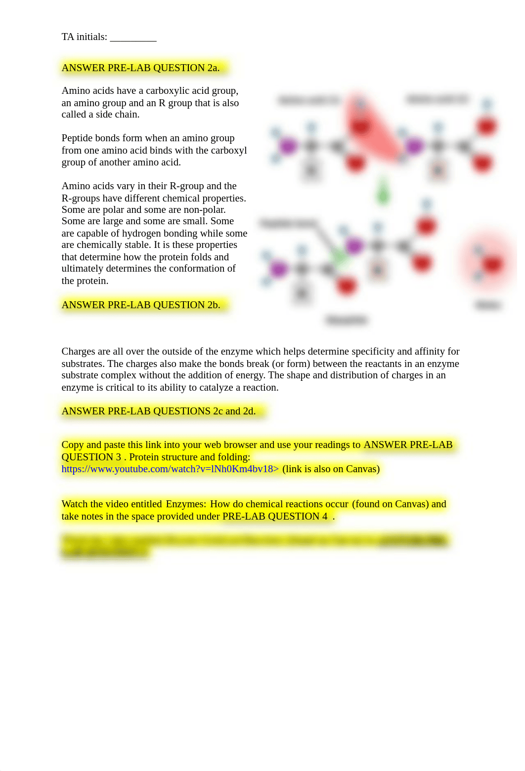 2. FA21 Digestion Lab Materials.pdf_dlfniuy0kj5_page2