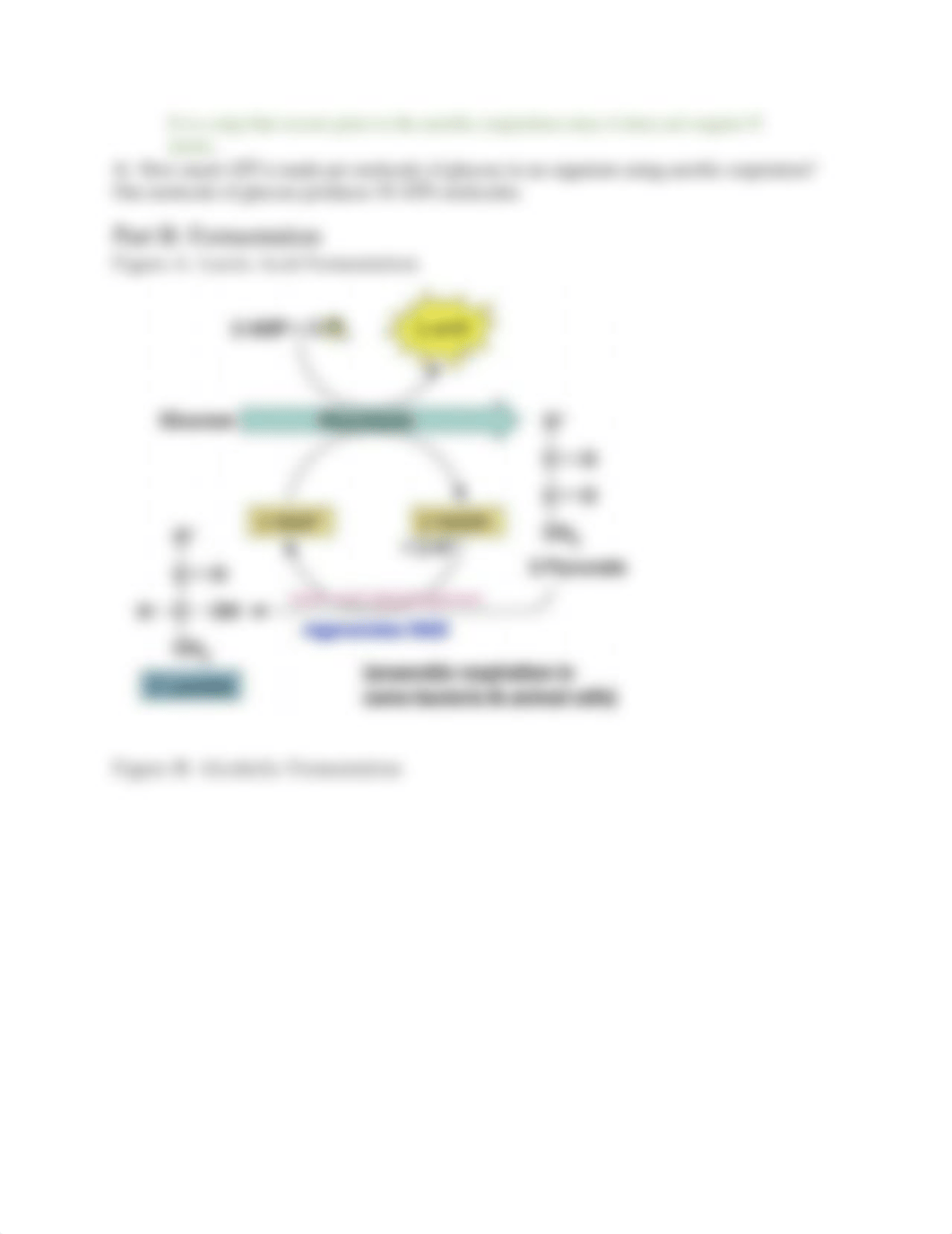 Bio160_F21_LM5_Fermentation_corrected.docx_dlg3bp396gn_page3