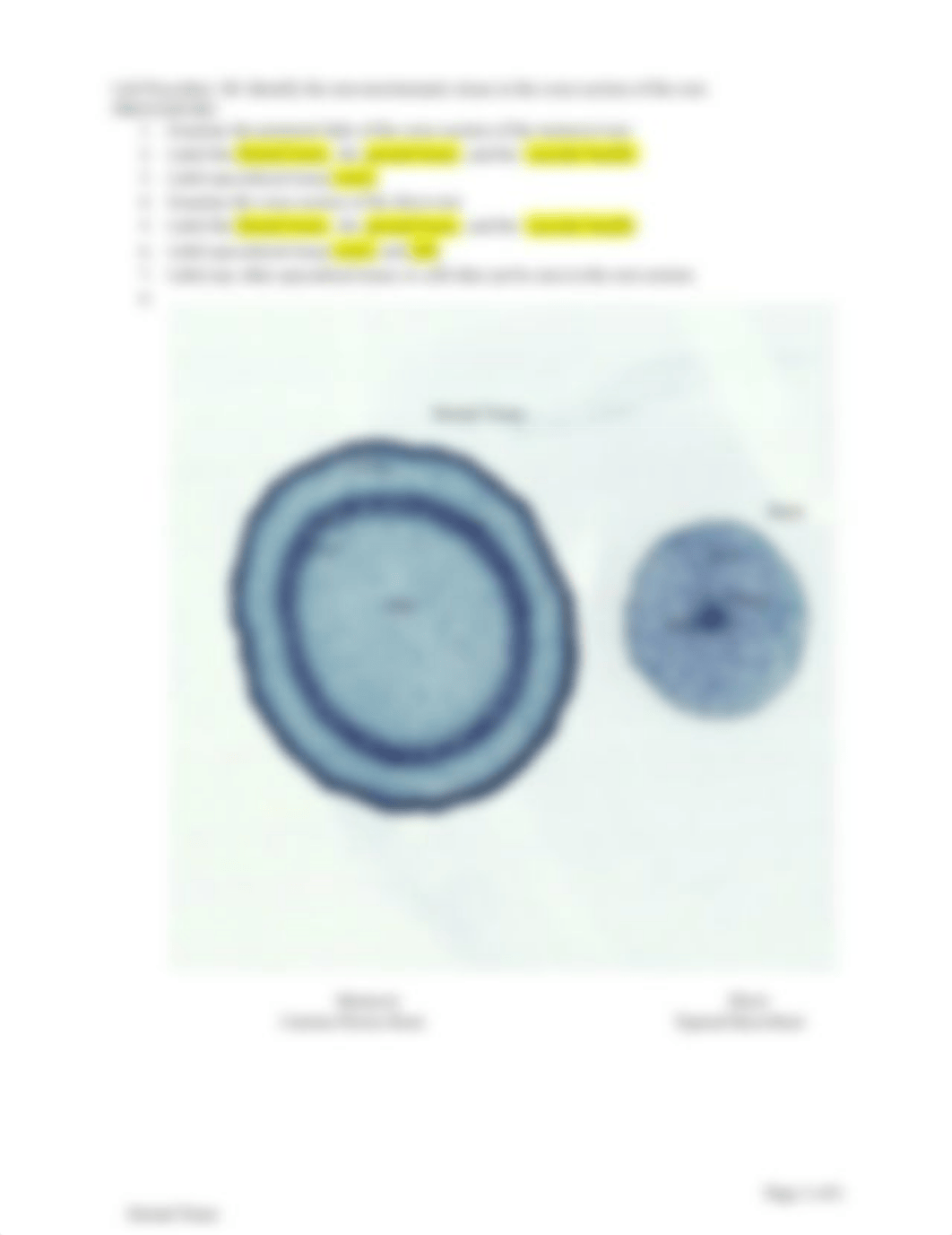 Tissues+Lab.docx_dlgkc573ssn_page2