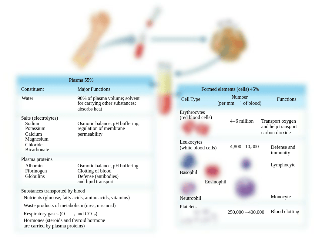 BIOL2404 - Chapter 10 - Blood.pdf_dlgqvsuxwig_page5