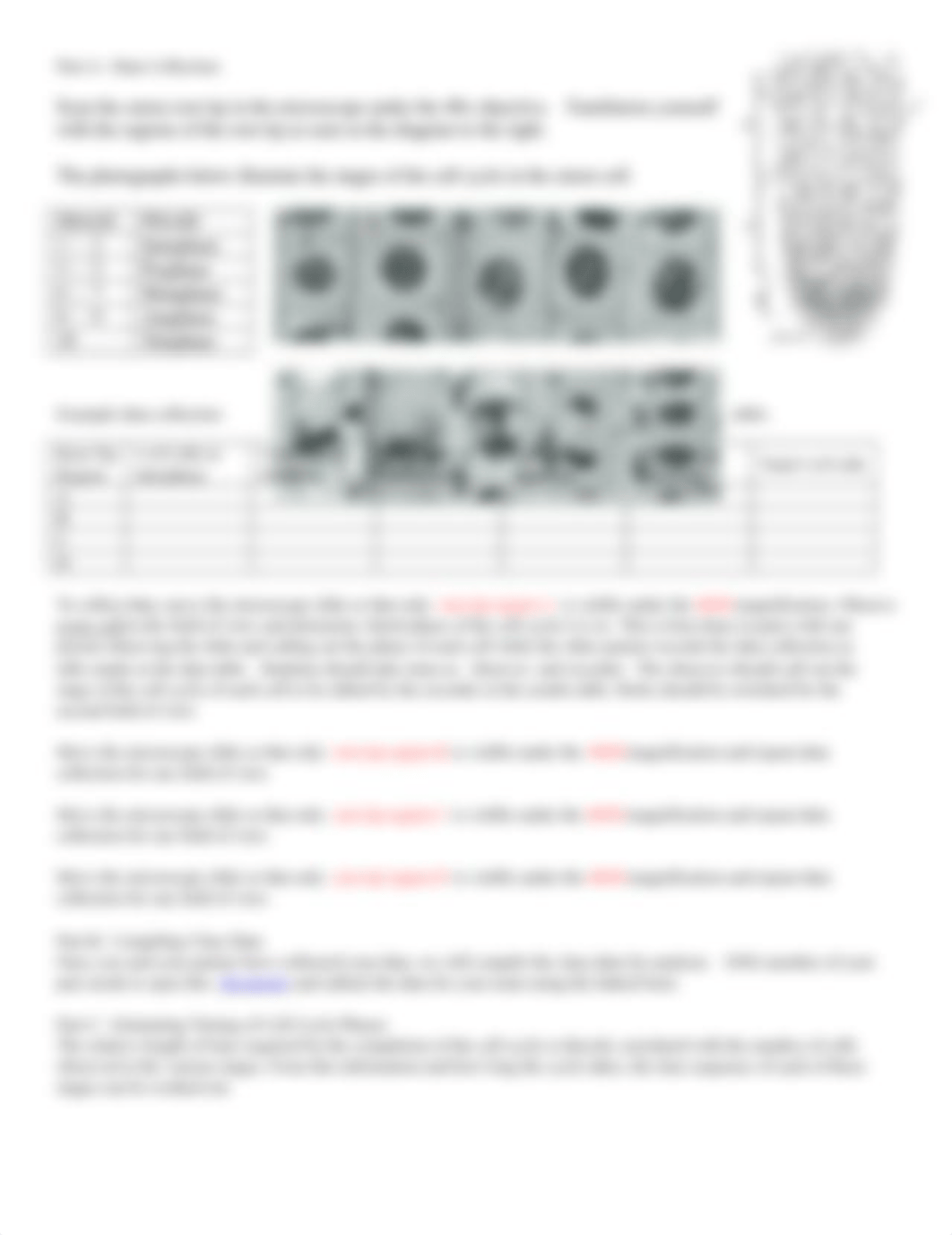 IB Bio 1 Lab Mitosis in Onion Root Tip Cells 1415 (2) (1).docx_dlhvuwczi7y_page2