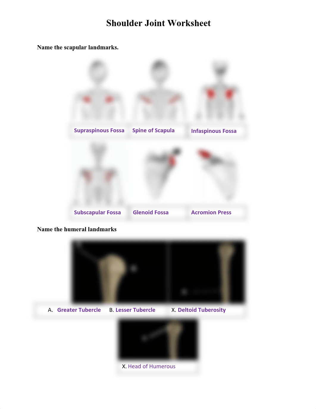 Shoulder Joint Worksheet.pdf_dlhxufrskf6_page2