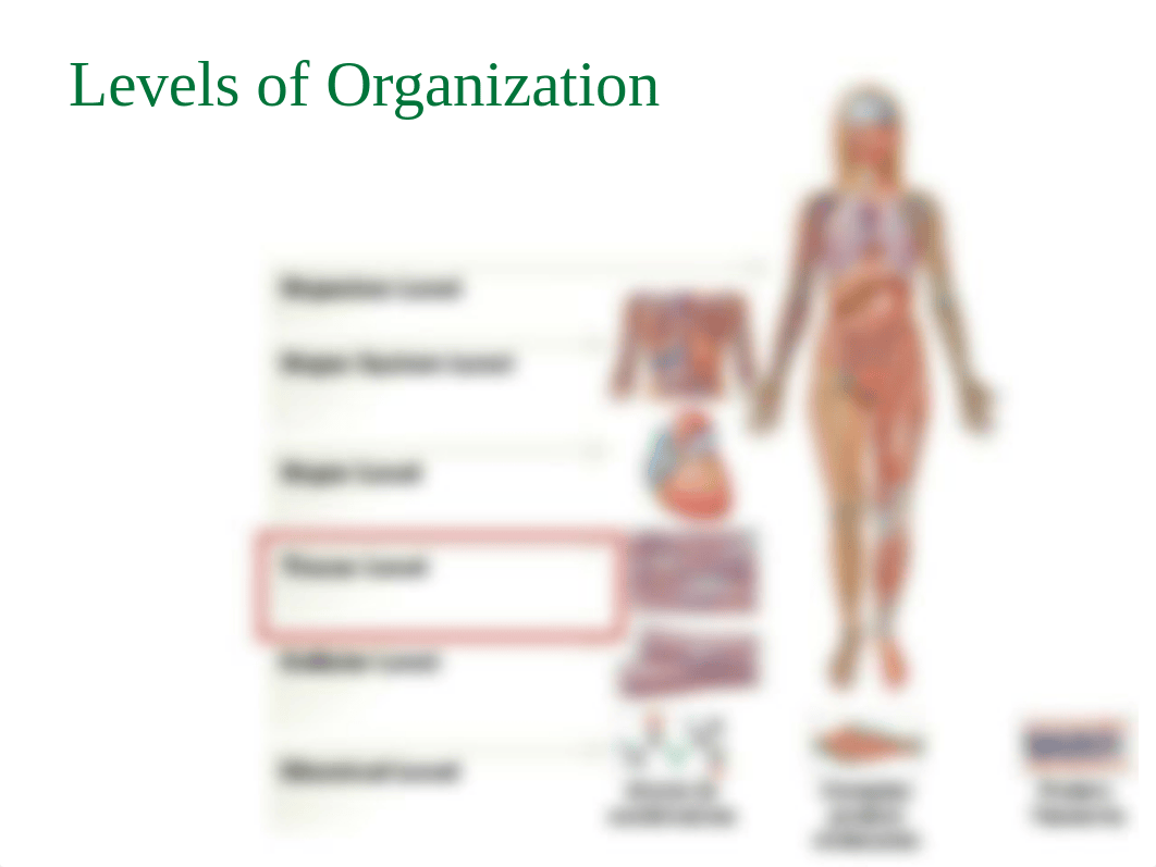 BIO 211 - 04 - Tissue Level.pptx_dlicv7kc8mx_page2