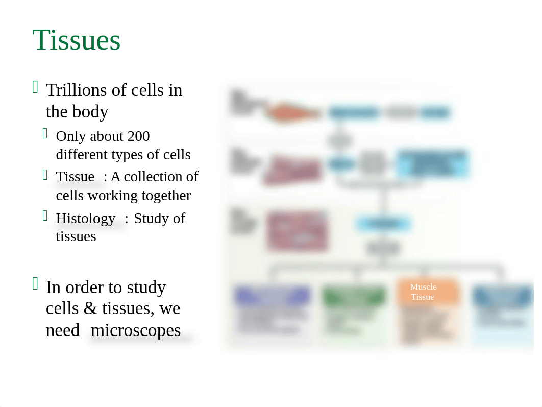 BIO 211 - 04 - Tissue Level.pptx_dlicv7kc8mx_page3