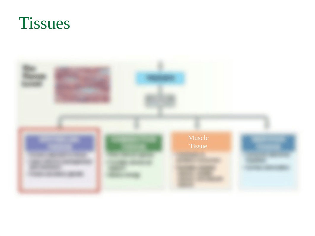 BIO 211 - 04 - Tissue Level.pptx_dlicv7kc8mx_page4