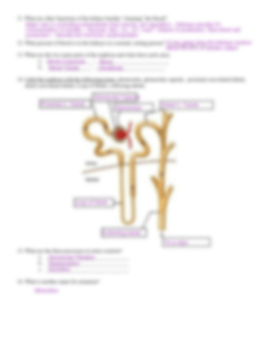 Urinary System Intro worksheet (1).pdf_dlide0duoad_page2