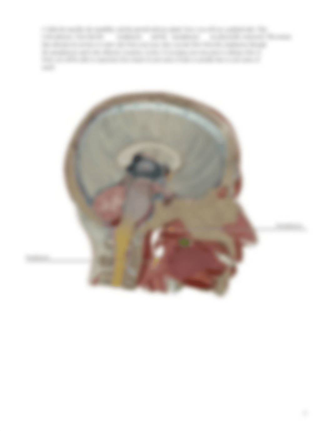 lab manual_senses taste smell_atlas.pdf_dlillhlrkor_page5