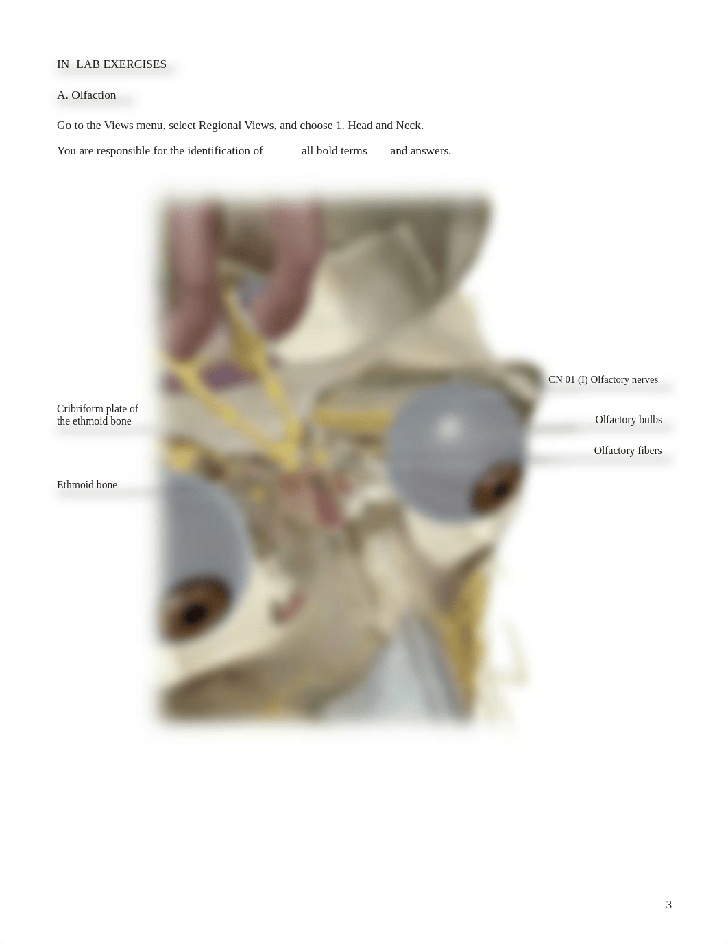 lab manual_senses taste smell_atlas.pdf_dlillhlrkor_page3