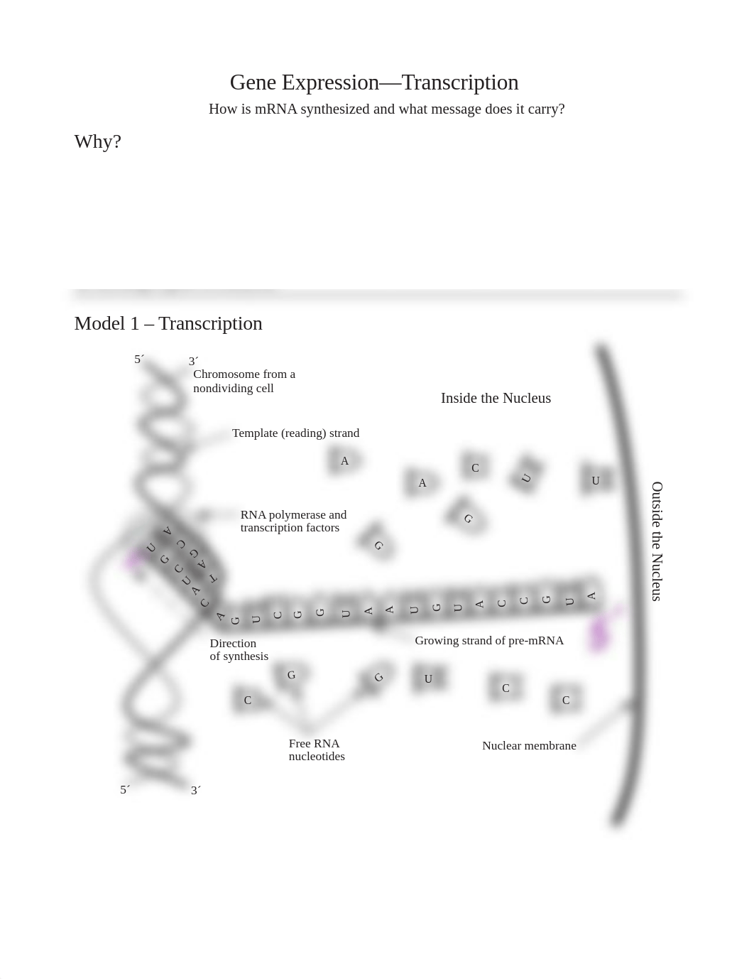 transcription lab key.pdf_dlj50es3hm5_page1