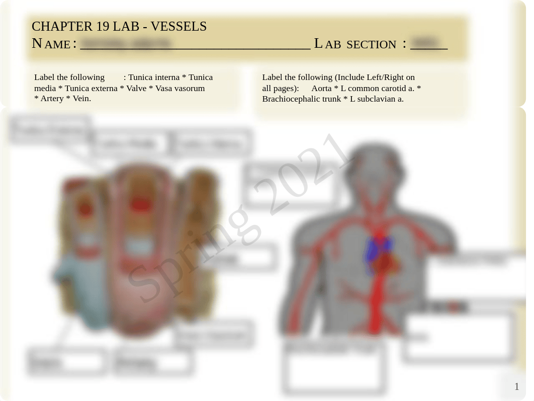 Anatomy Ch. 19.pdf_dljig1sku19_page1