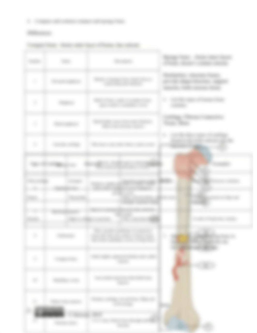 Skeletal System Concept Check-E.Rychling.docx_dlkhwweemjl_page3