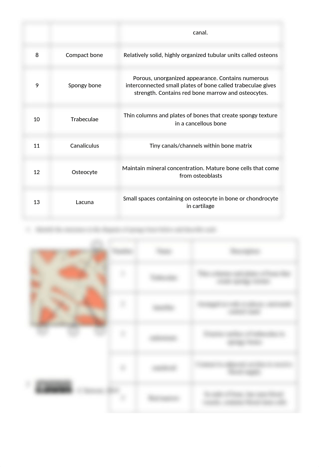 Skeletal System Concept Check-E.Rychling.docx_dlkhwweemjl_page2