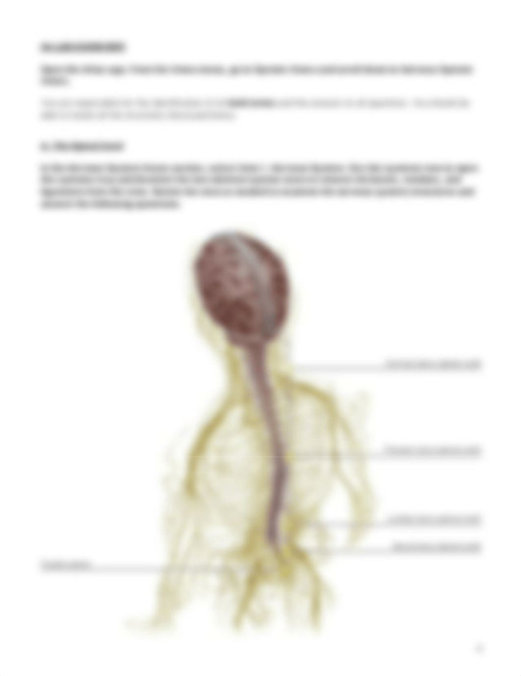 lab_manual_spinal_cord_and_spinal_nerves_atlas.pdf_dlkowjoqjg3_page4