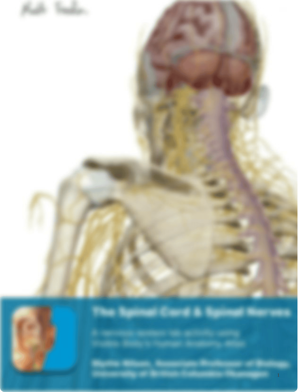 lab_manual_spinal_cord_and_spinal_nerves_atlas.pdf_dlkowjoqjg3_page1