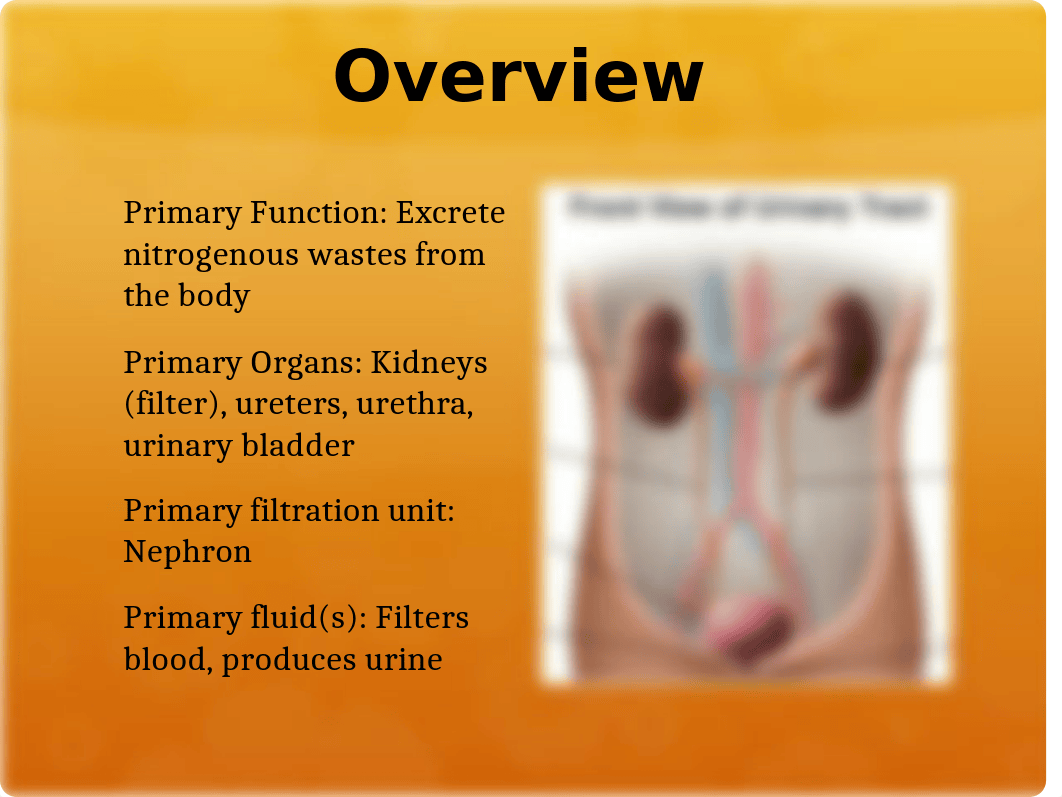 Urinary System_dlktfjyf3eh_page3