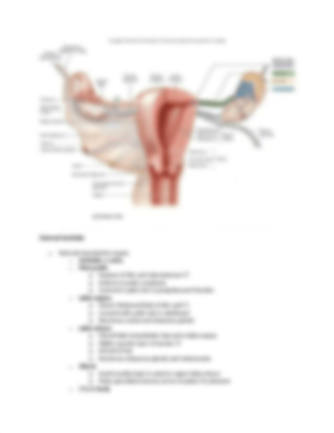 Chapter 28 Reproductive System.docx_dlky3l3mqlw_page5