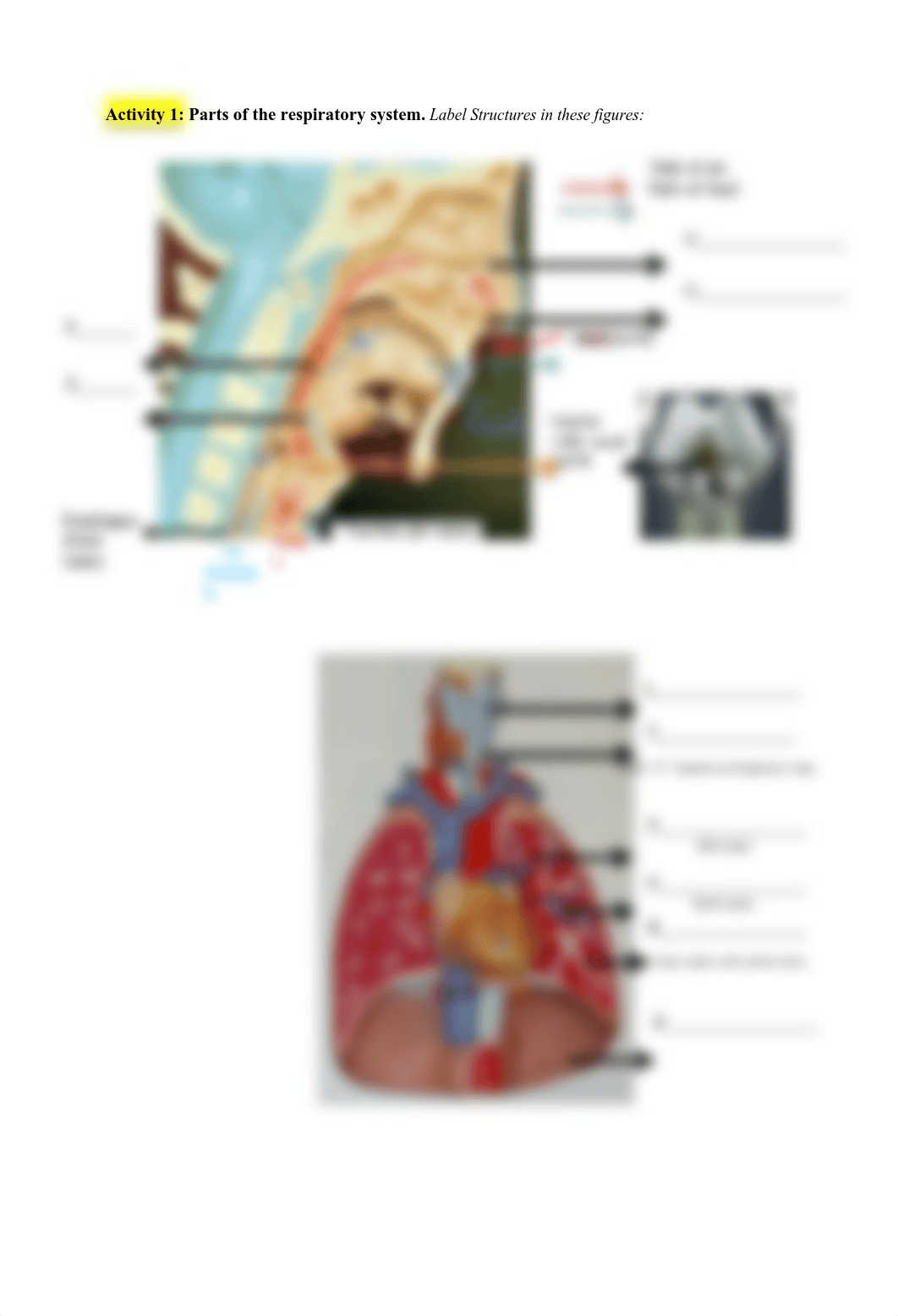 Lab 12 BIO 103 Respiratory System Assessment.pdf_dllg792r5cz_page2