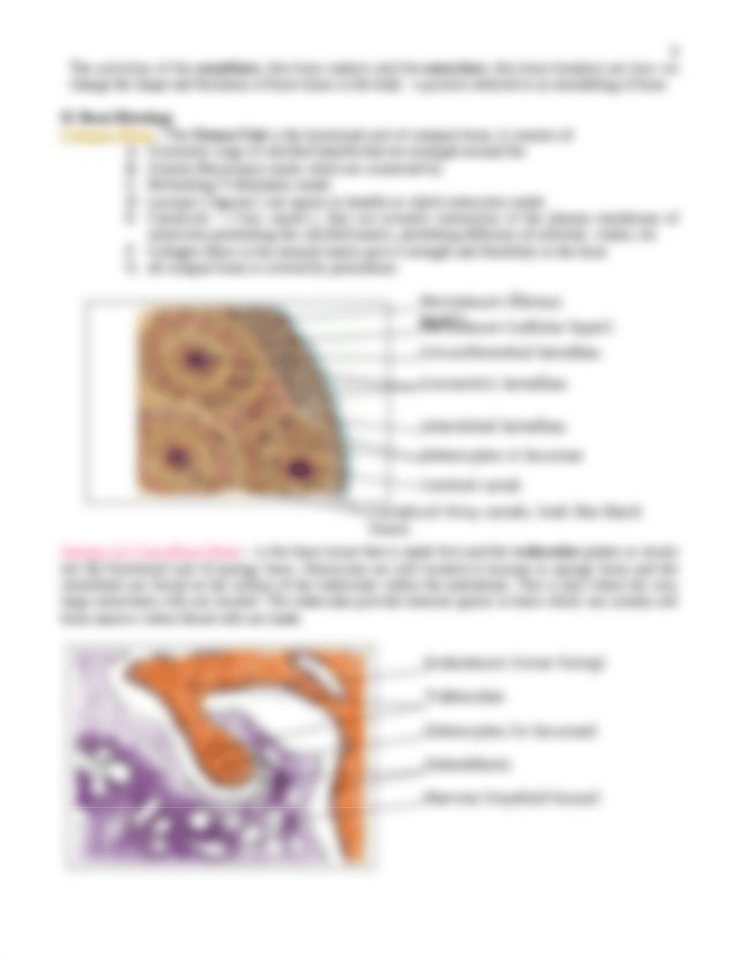 Anatomy bone tissue outline.doc_dllpsxcjqqb_page3