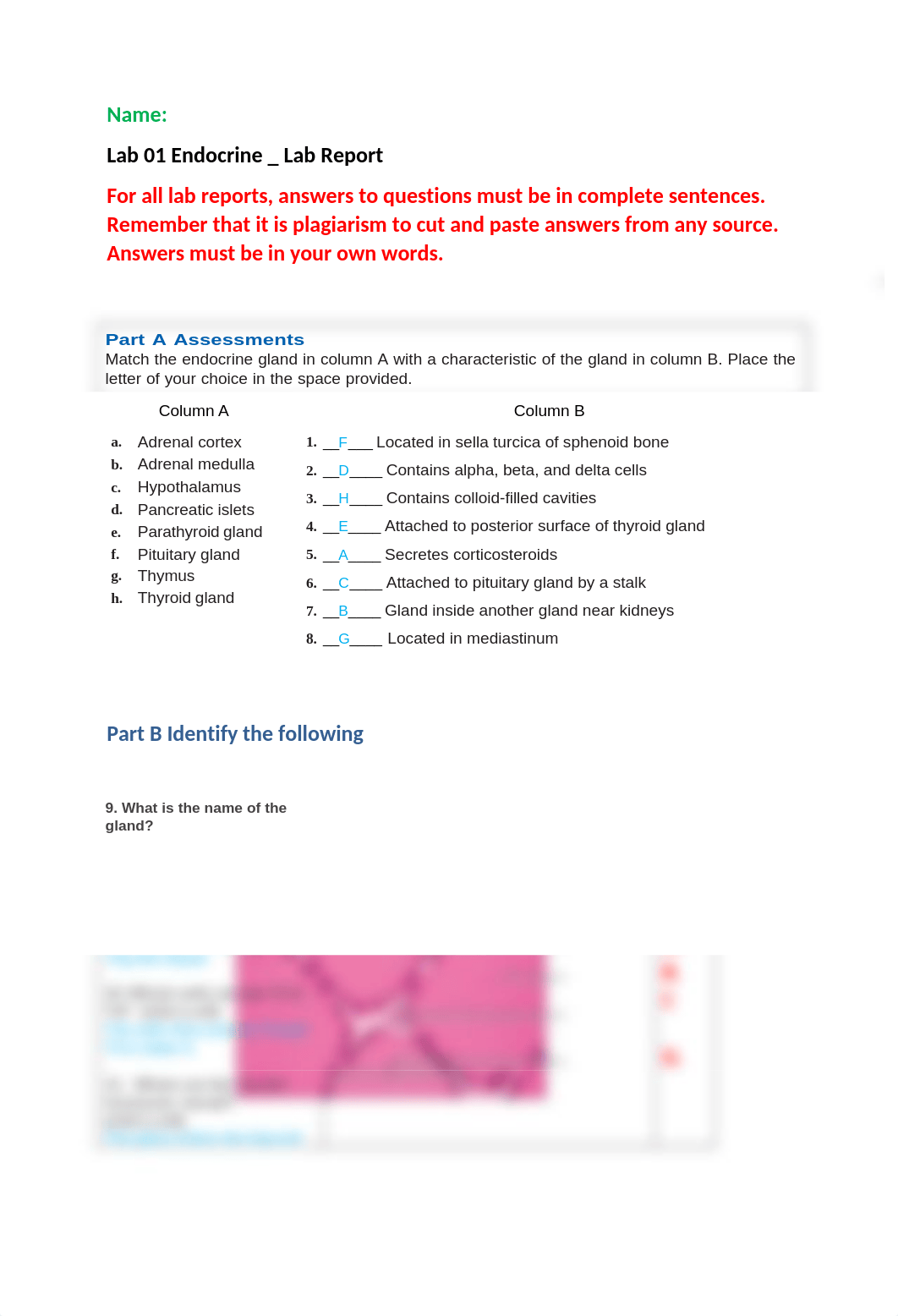 Lab - Endocrine System Lab Report Submission_ B.Stroschein.doc_dlm6zzawqjp_page1