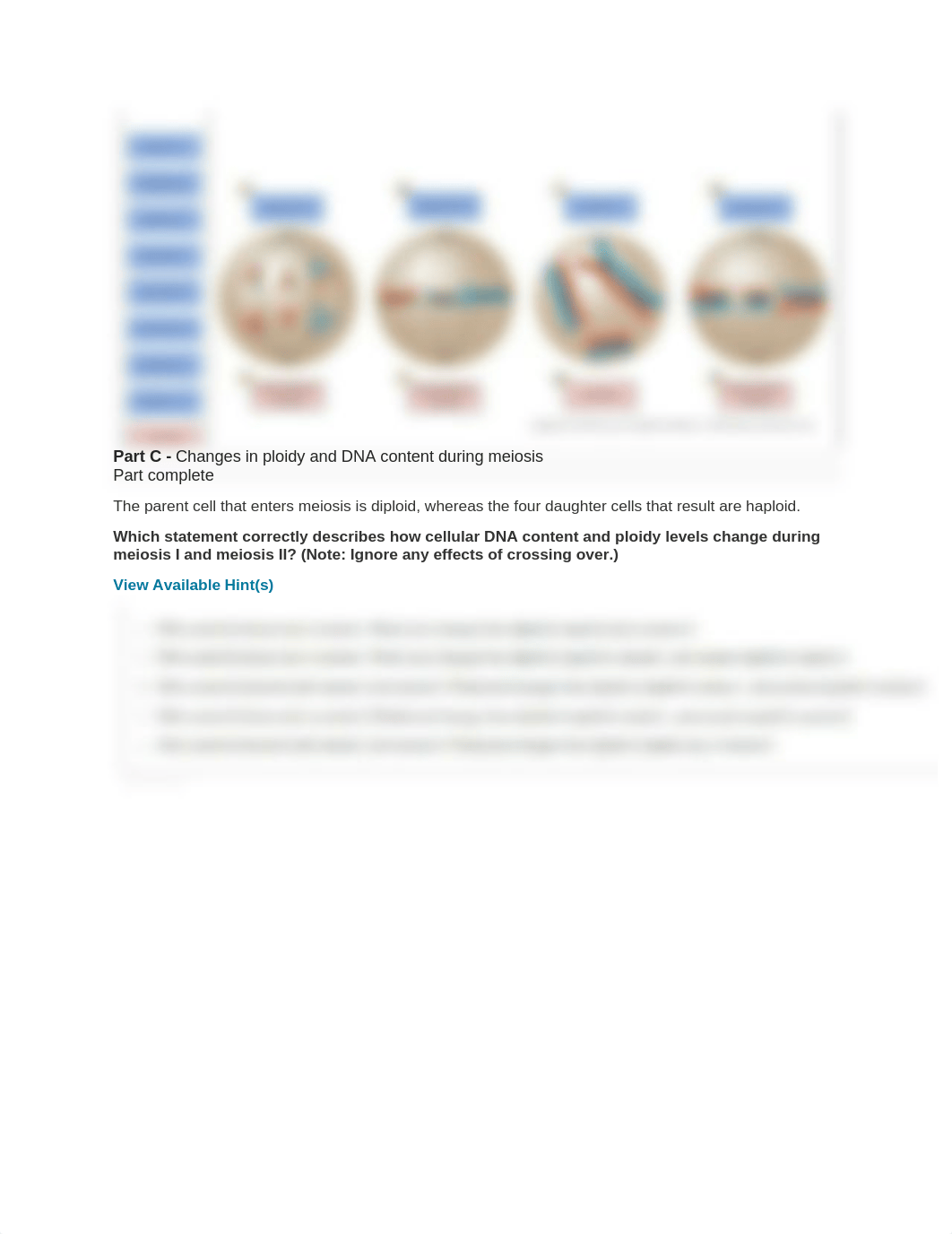 Meiosis.docx_dloffizxl05_page2