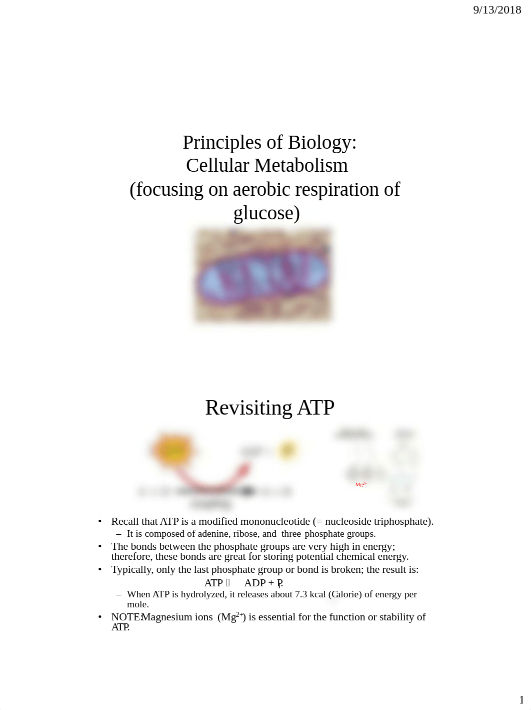 Chapter 6 Cellular Respiration.pdf_dlostw44n7h_page1