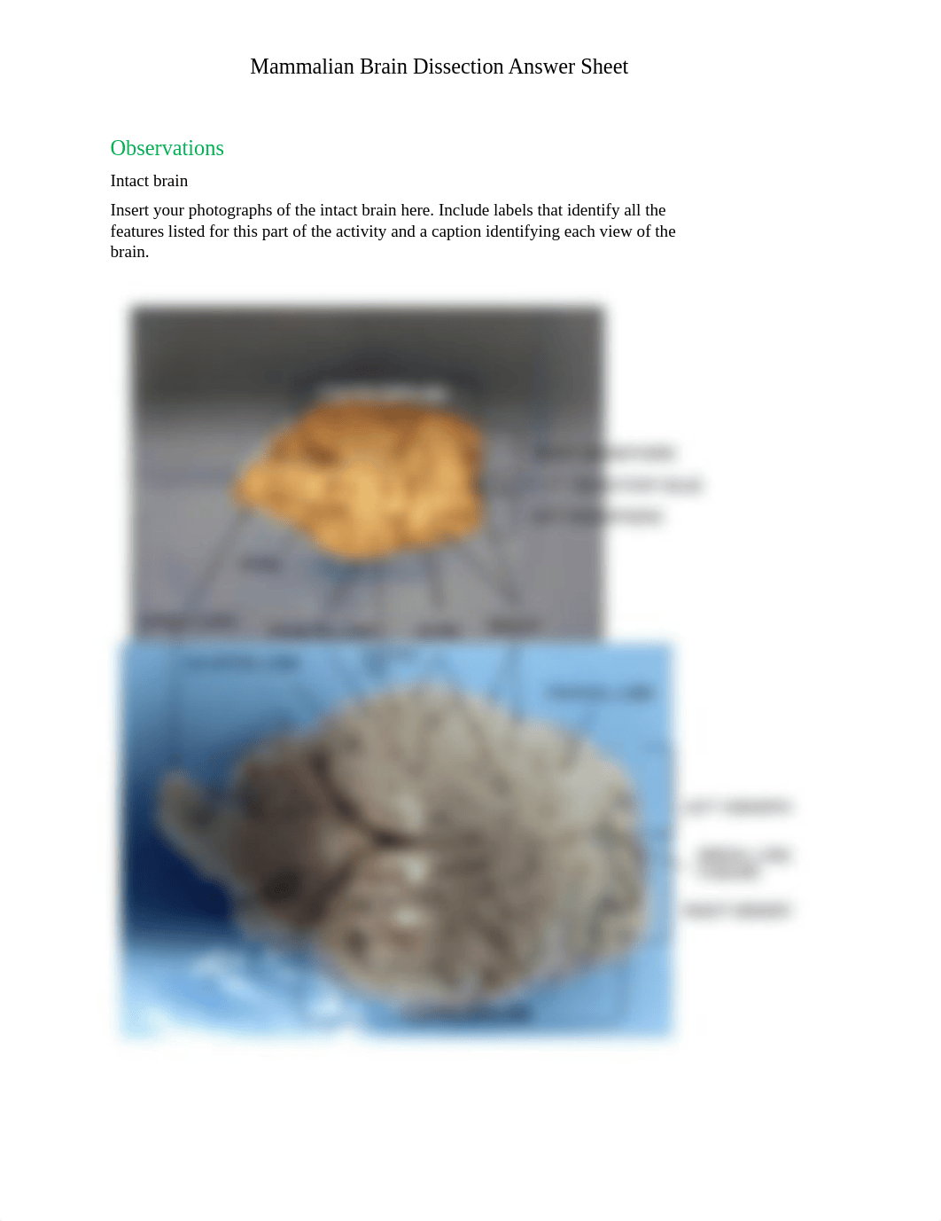 Mammalian Brain Dissection_Answer sheet.pdf_dloz48f4bba_page1