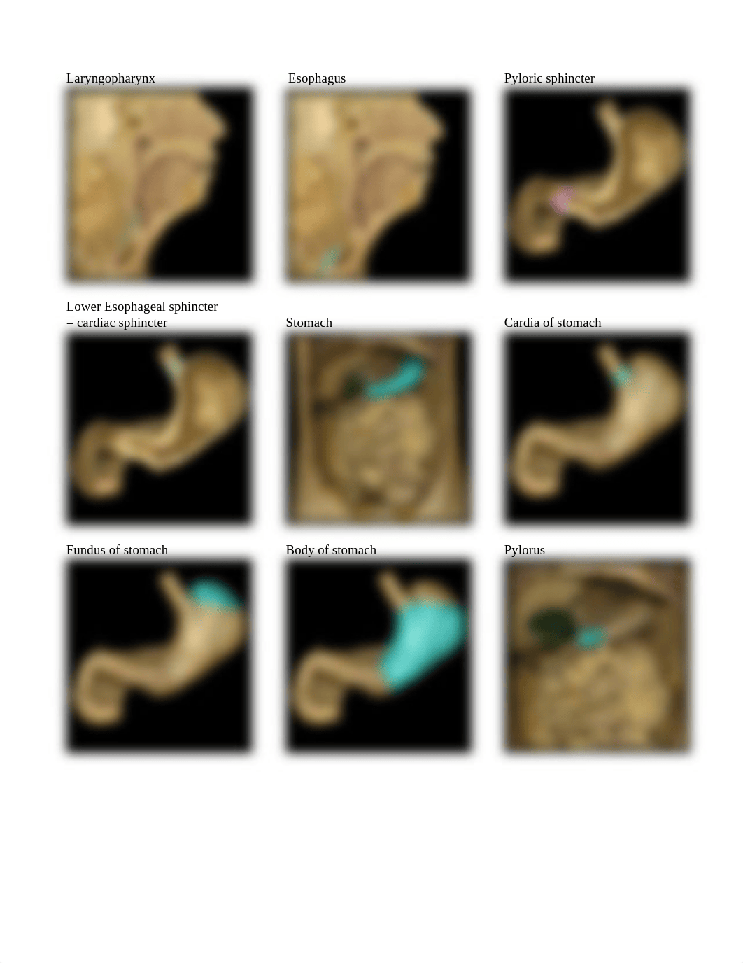 Cadaver Lab APR Study Guide (1).pdf_dlpavgbcaa8_page2