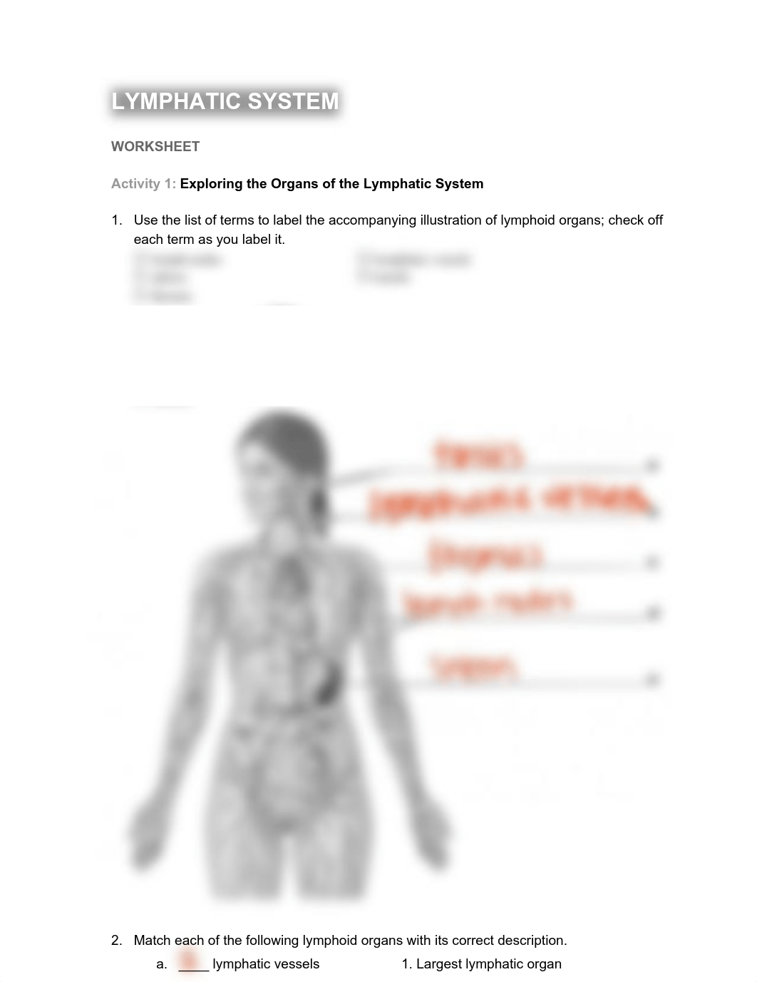 LYMPHATIC SYSTEM Worksheets.pdf_dlq9jew8uiu_page1