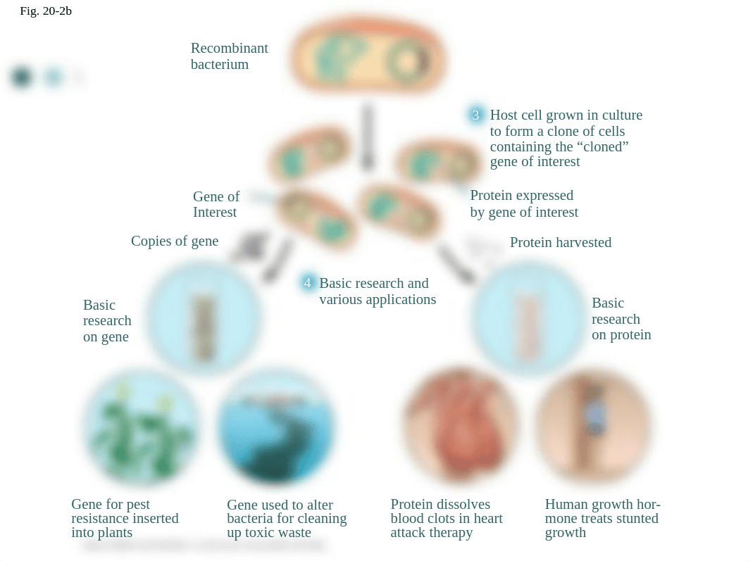 Lab 5 Cloning Transf DNA Bio61 F2018.pptx_dlqhupdvubz_page5